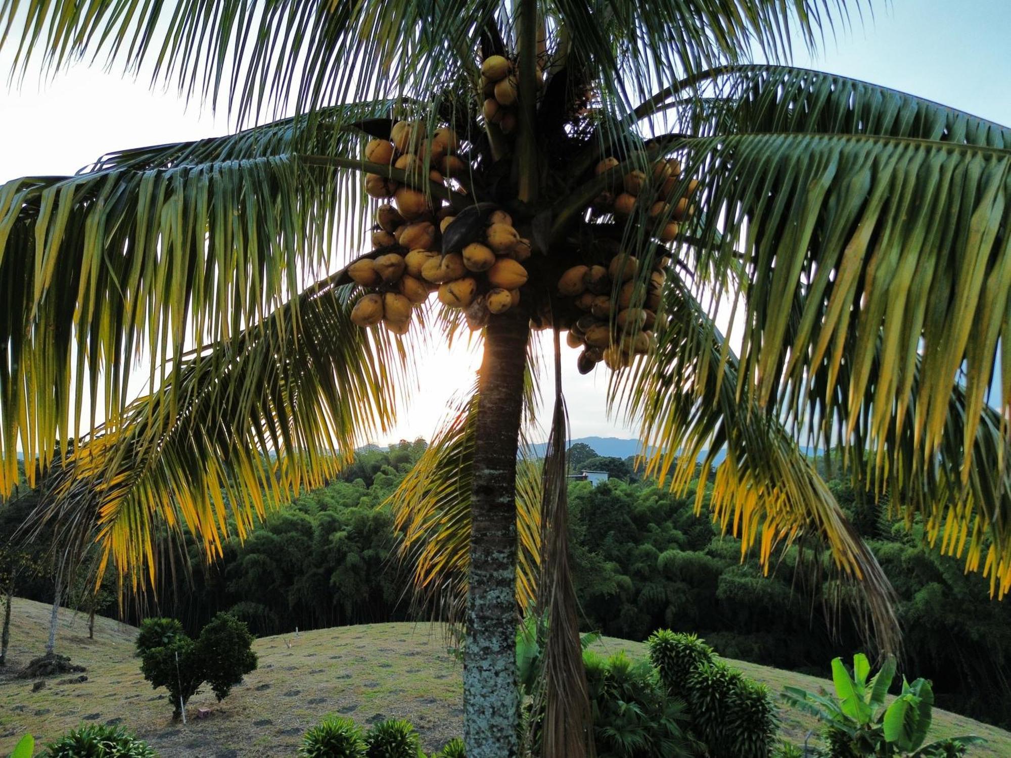 Finca Hotel Los Cocos Montenegro Exterior photo
